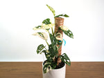 Monstera Adansonii Albo Variegated - Exact 6" Plant #31A
