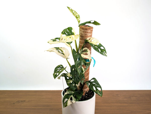 Monstera Adansonii Albo Variegated - Exact 6" Plant #31A