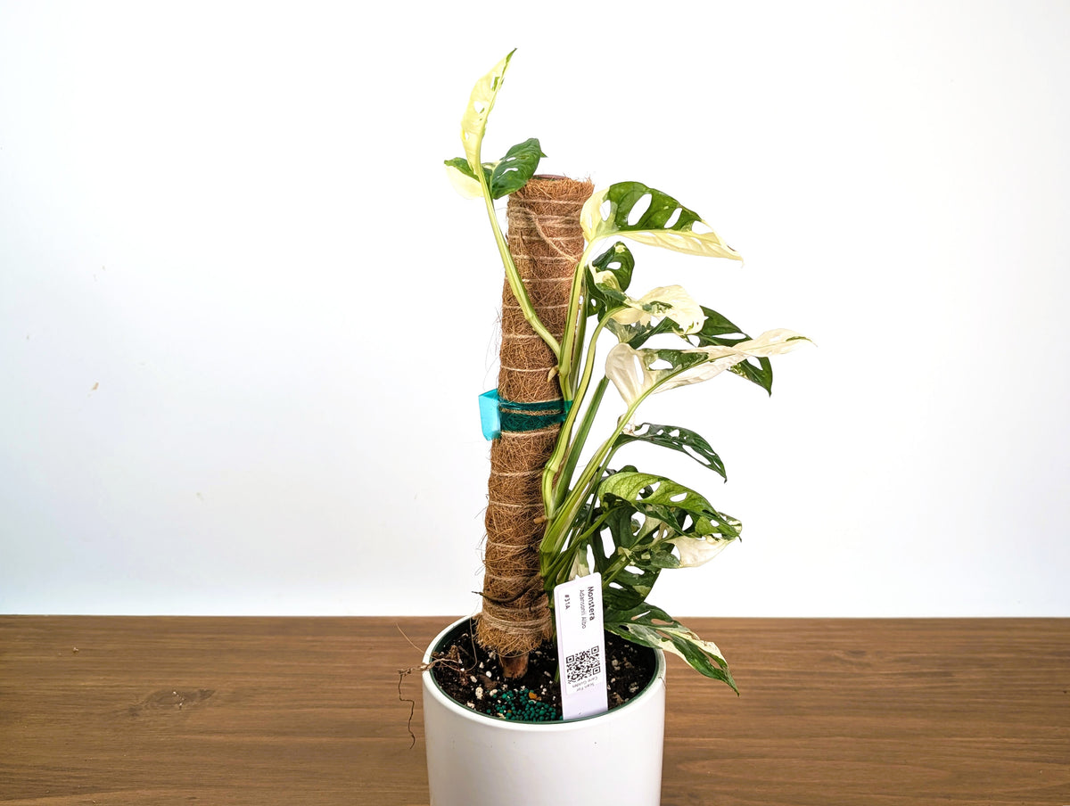 Monstera Adansonii Albo Variegated - Exact 6" Plant #31A