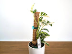 Monstera Adansonii Albo Variegated - Exact 6" Plant #31A