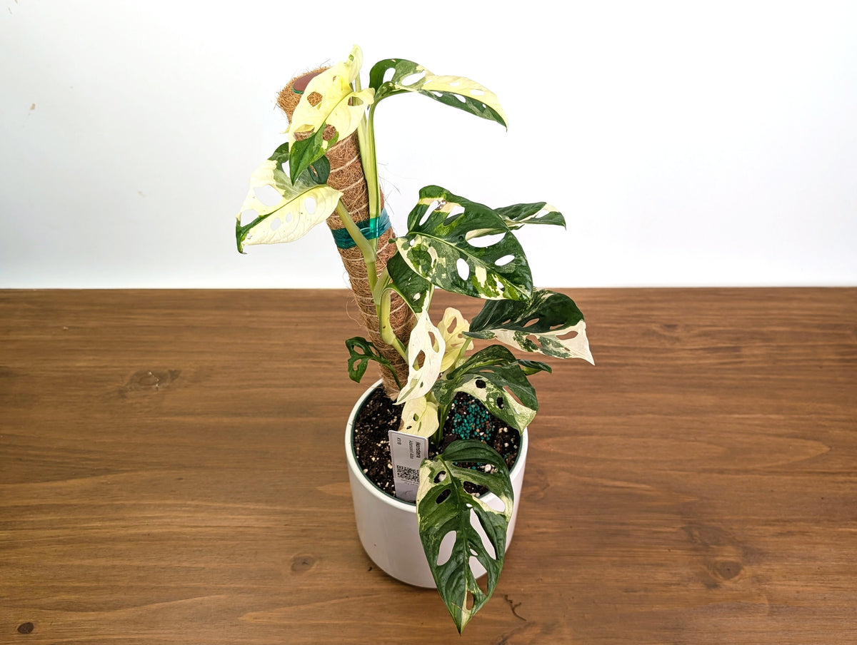 Monstera Adansonii Albo Variegated - Exact 6" Plant #31B
