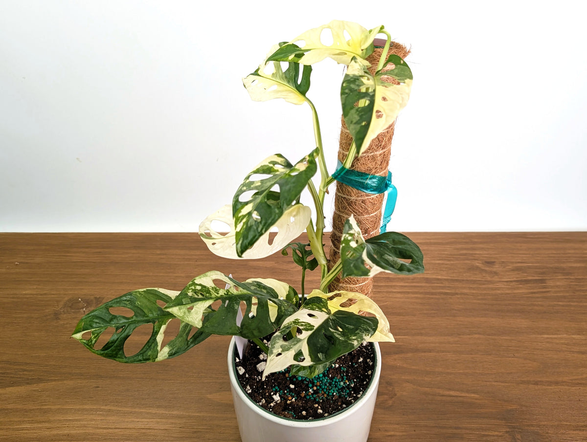 Monstera Adansonii Albo Variegated - Exact 6" Plant #31B