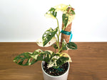 Monstera Adansonii Albo Variegated - Exact 6" Plant #31B