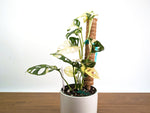 Monstera Adansonii Albo Variegated - Exact 6" Plant #31B