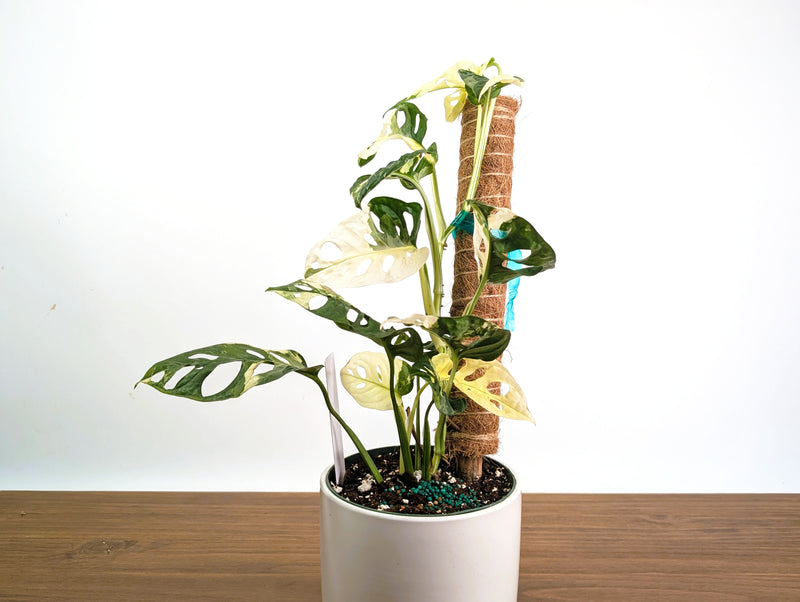 Monstera Adansonii Albo Variegated - Exact 6" Plant #31B