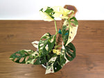 Monstera Adansonii Albo Variegated - Exact 6" Plant #31B