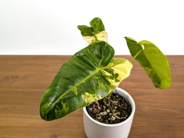 Philodendron Paraiso Verde Aurea Mutation - Exact Plant #31A