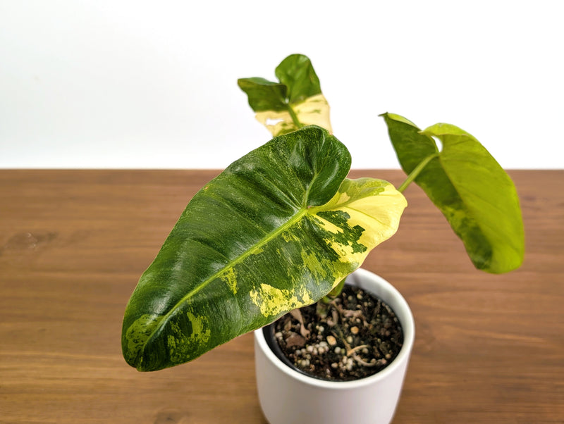 Philodendron Paraiso Verde Aurea Mutation - Exact Plant #31A