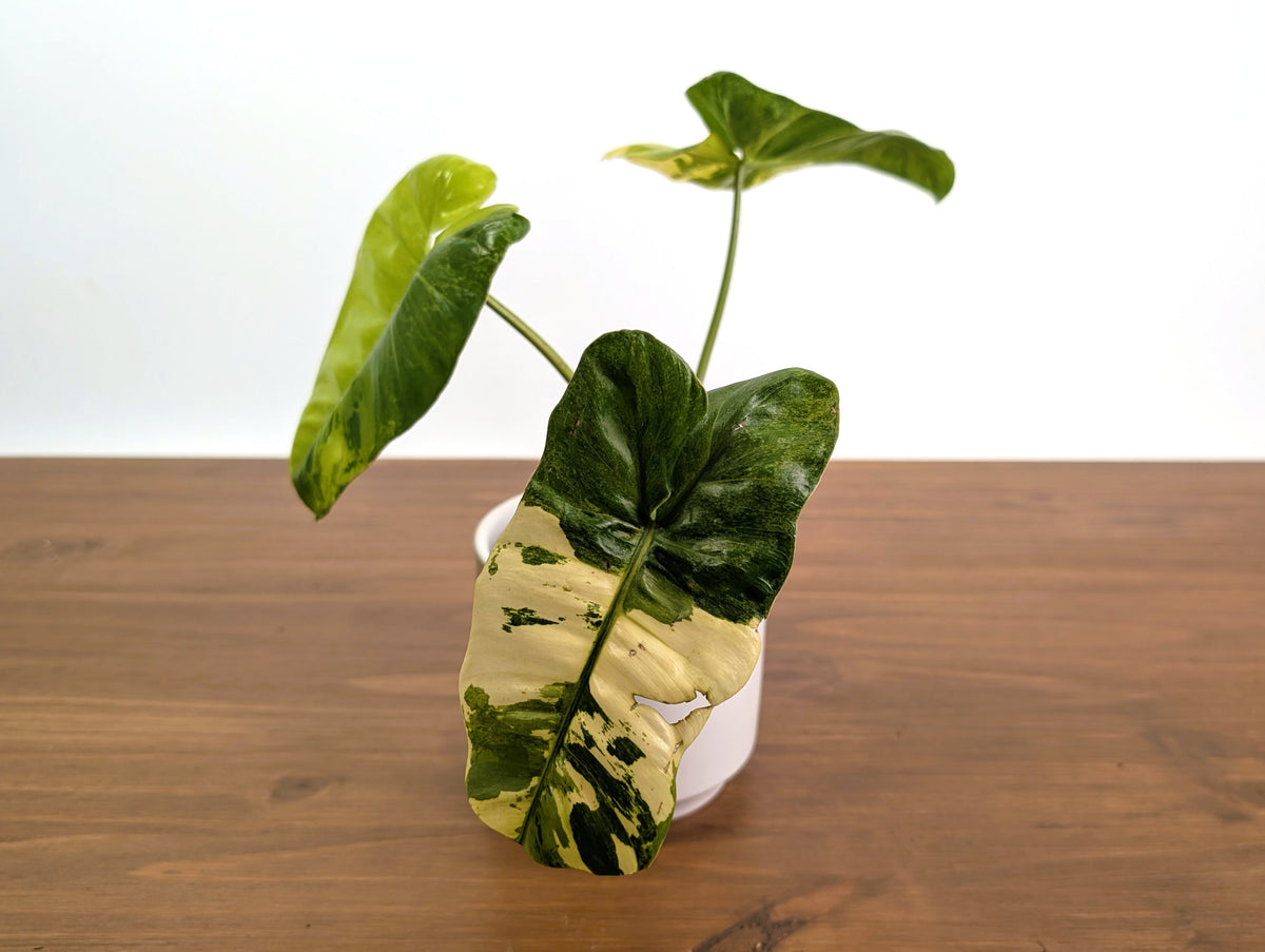Philodendron Paraiso Verde Aurea Mutation - Exact Plant #31A