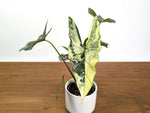 Alocasia Simpo Albo Variegated 4" Exact Plant #31A