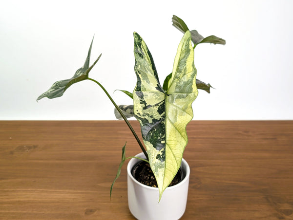 Alocasia Simpo Albo Variegated 4" Exact Plant #31A