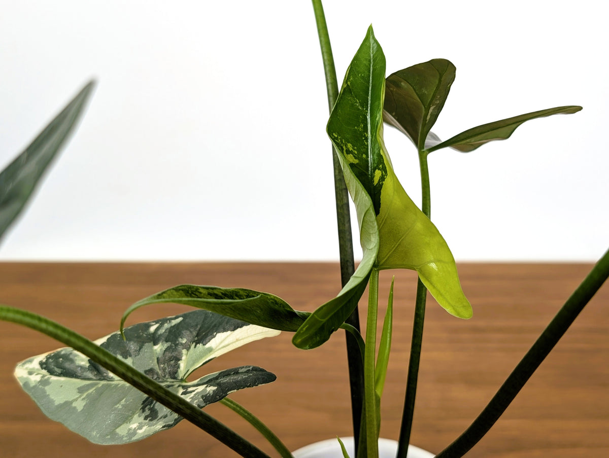 Alocasia Simpo Albo Variegated 4" Exact Plant #31A