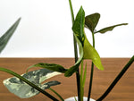 Alocasia Simpo Albo Variegated 4" Exact Plant #31A