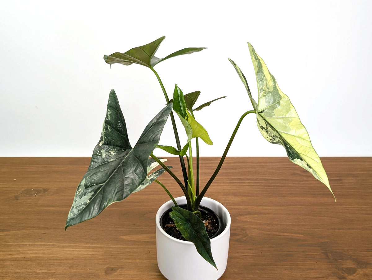 Alocasia Simpo Albo Variegated 4" Exact Plant #31A
