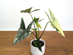 Alocasia Simpo Albo Variegated 4" Exact Plant #31A