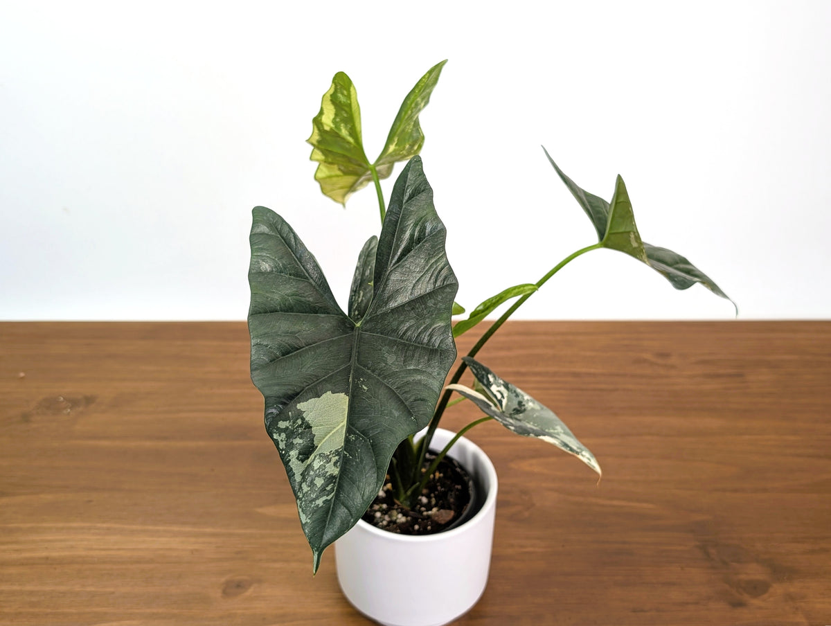 Alocasia Simpo Albo Variegated 4" Exact Plant #31A