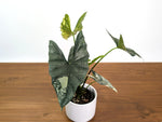 Alocasia Simpo Albo Variegated 4" Exact Plant #31A