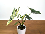 Alocasia Simpo Albo Variegated 4" Exact Plant #31A