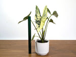 Alocasia Simpo Albo Variegated 4" Exact Plant #31A