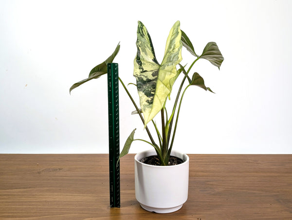 Alocasia Simpo Albo Variegated 4" Exact Plant #31A