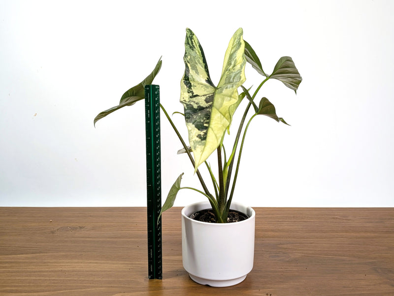 Alocasia Simpo Albo Variegated 4" Exact Plant #31A