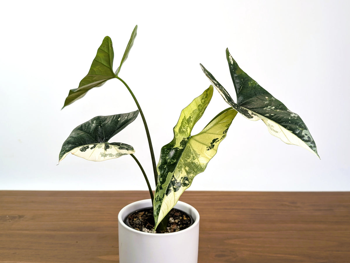 Alocasia Simpo Albo Variegated 4" Exact Plant #31B