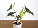 Alocasia Simpo Albo Variegated 4" Exact Plant #31B