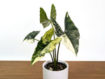 Alocasia Simpo Albo Variegated 4" Exact Plant #31B