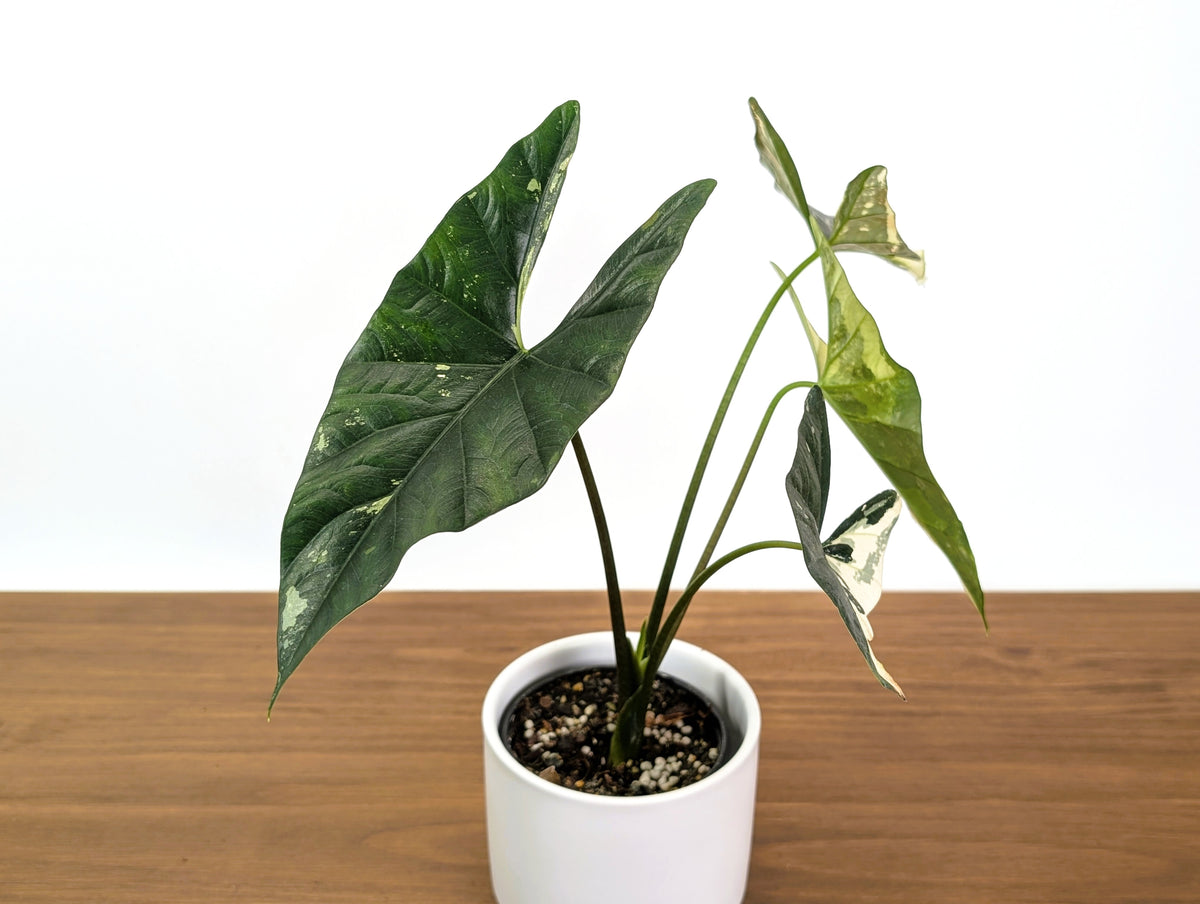 Alocasia Simpo Albo Variegated 4" Exact Plant #31B