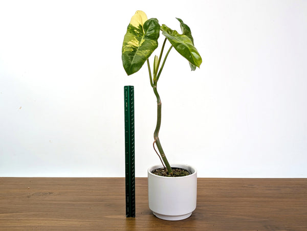 Philodendron Paraiso Verde Aurea Mutation - Exact Plant #31B