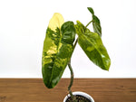 Philodendron Paraiso Verde Aurea Mutation - Exact Plant #31B