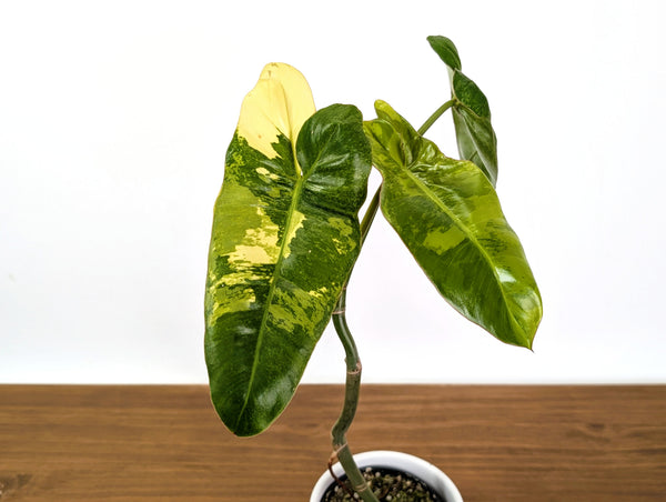 Philodendron Paraiso Verde Aurea Mutation - Exact Plant #31B