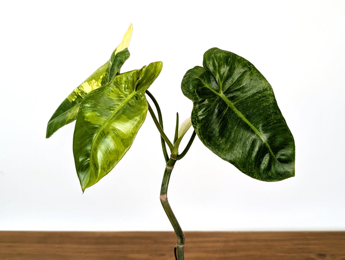 Philodendron Paraiso Verde Aurea Mutation - Exact Plant #31B