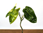 Philodendron Paraiso Verde Aurea Mutation - Exact Plant #31B