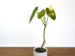 Philodendron Paraiso Verde Aurea Mutation - Exact Plant #31B