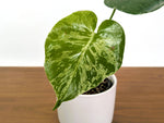 Monstera Bulbasaur - Exact Plant 4" Pot #31A