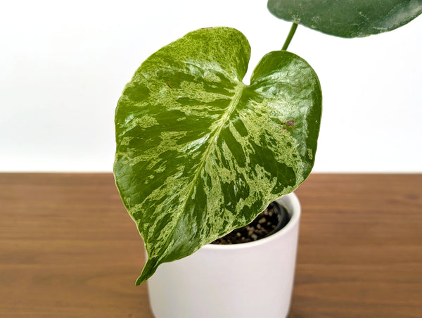 Monstera Bulbasaur - Exact Plant 4" Pot #31A