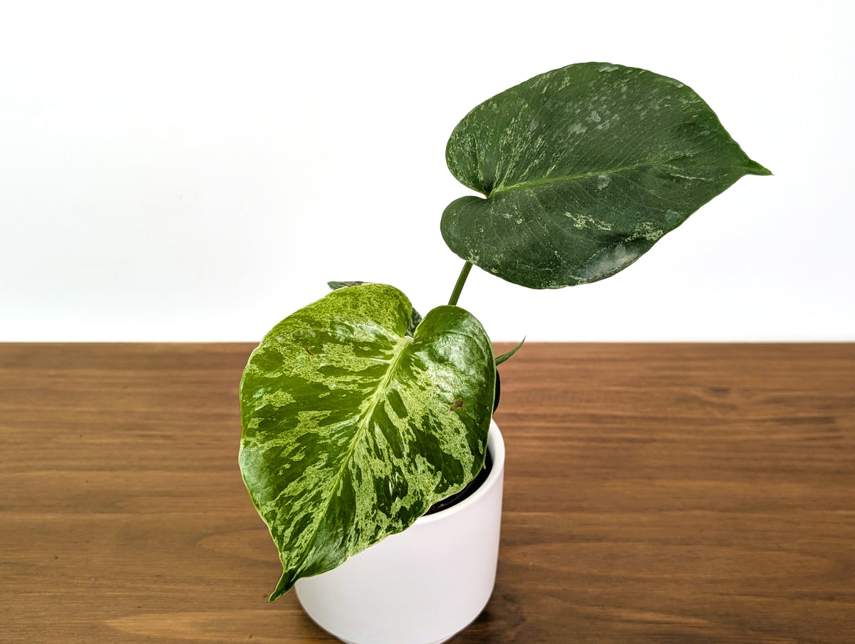 Monstera Bulbasaur - Exact Plant 4" Pot #31A