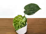 Monstera Bulbasaur - Exact Plant 4" Pot #31A