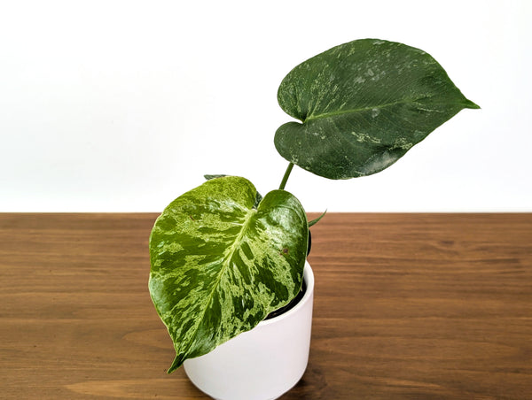Monstera Bulbasaur