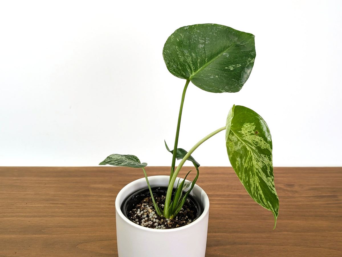 Monstera Bulbasaur - Exact Plant 4" Pot #31A