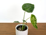 Monstera Bulbasaur - Exact Plant 4" Pot #31A