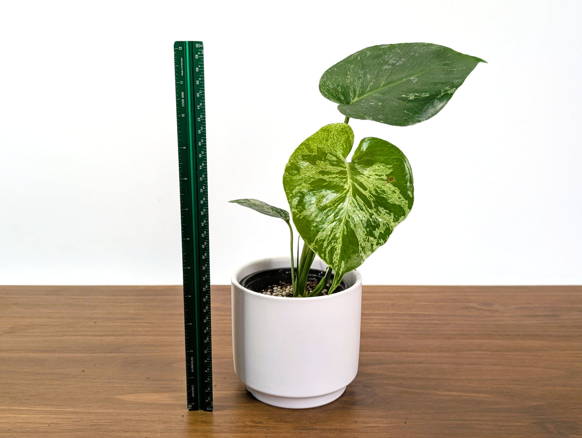 Monstera Bulbasaur - Exact Plant 4" Pot #31A