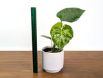 Monstera Bulbasaur - Exact Plant 4" Pot #31A