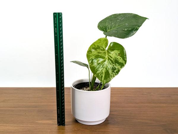 Monstera Bulbasaur - Exact Plant 4" Pot #31A