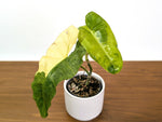 Philodendron Paraiso Verde Aurea Mutation - Exact Plant #31C