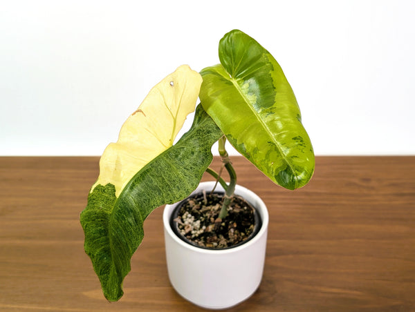 Philodendron Paraiso Verde Aurea Mutation - Exact Plant #31C