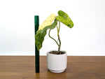 Philodendron Paraiso Verde Aurea Mutation - Exact Plant #31C