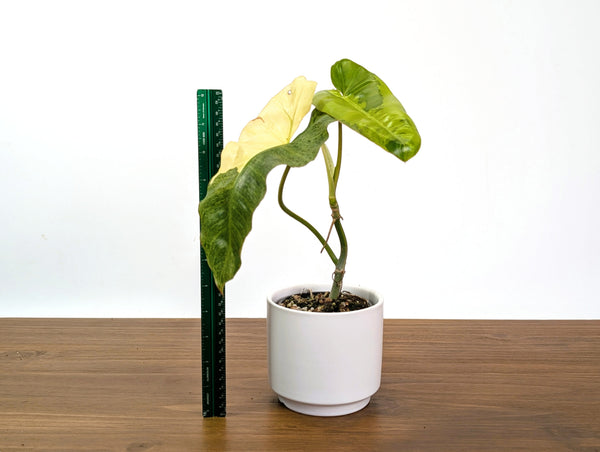 Philodendron Paraiso Verde Aurea Mutation - Exact Plant #31C