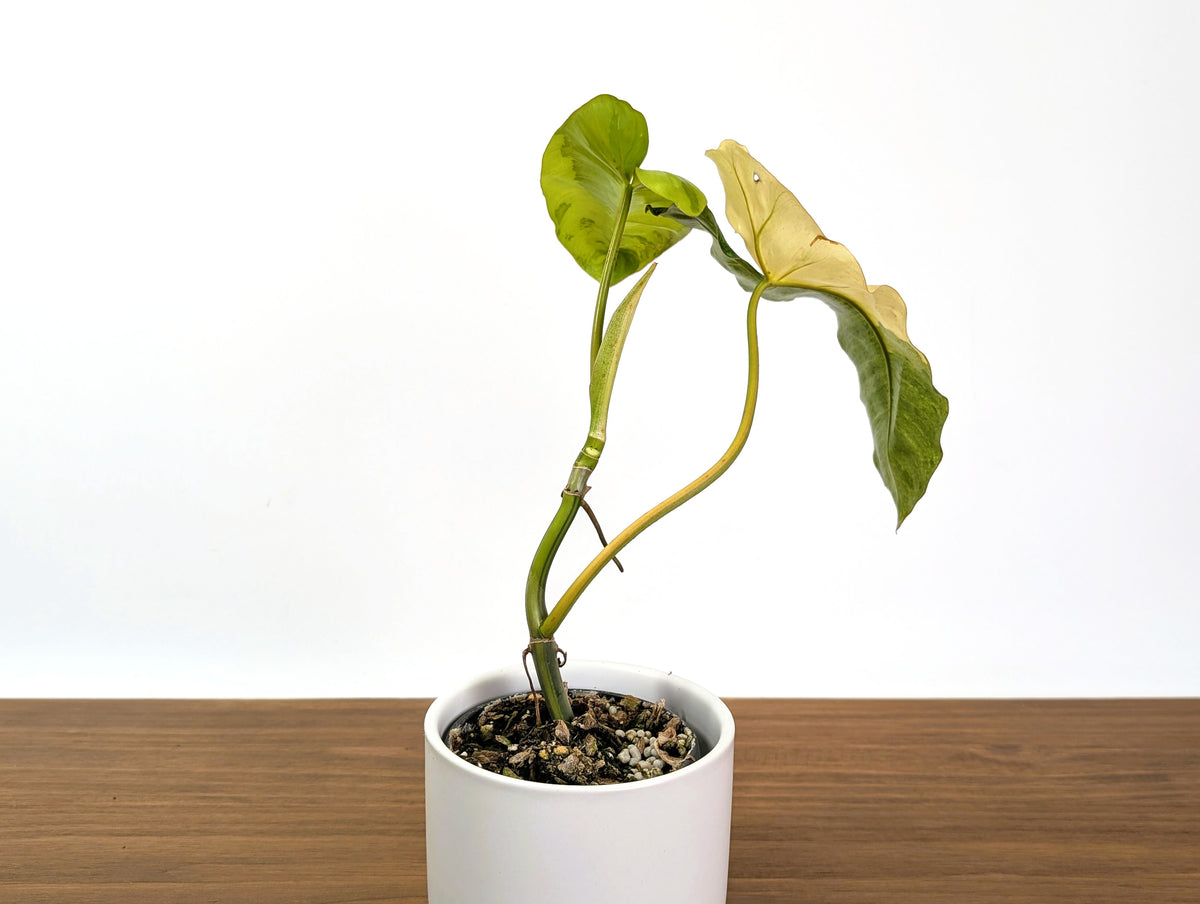 Philodendron Paraiso Verde Aurea Mutation - Exact Plant #31C